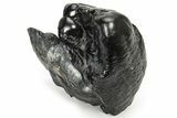 Partial Gomphotherium (Mastodon Relative) Molar - South Carolina #235823-2